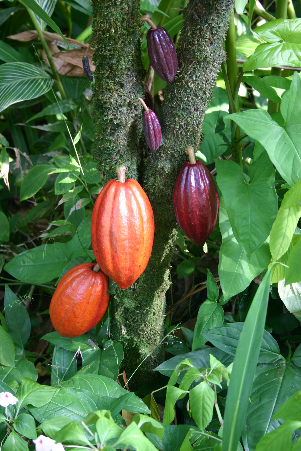 Cacao pods on a tree in Hawaii, used as an illustration; not a Ghanaian plantation.
